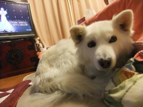 pchanshoko's profile picture. 宮城県出身です。眼科で働いてます。V系好き。LUNA SEA(特にINORAN)、Deshabillz(Shun様)が好きです。