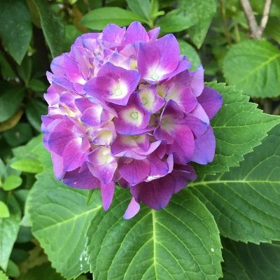 momoko_miau's profile picture. 