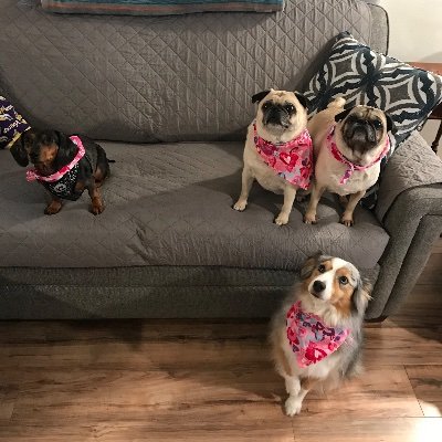 Angelia16509740's profile picture. Survivor of multiple myeloma