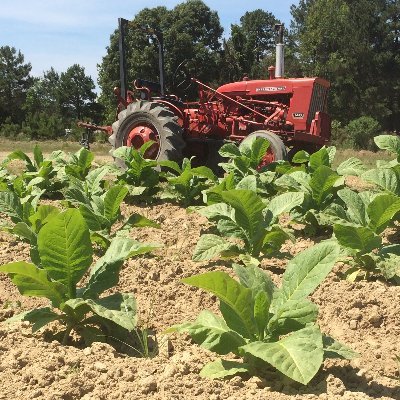 NC State Tobacco Agronomy