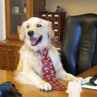 I'm a successful business dog with keys and a luxurious golden coat.