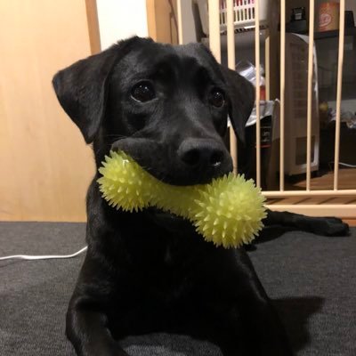 at2c's profile picture. 黒ラブのメイ♀（2019.09.26生まれ）の親方