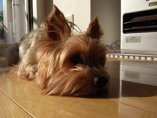 saku_non Profile Picture