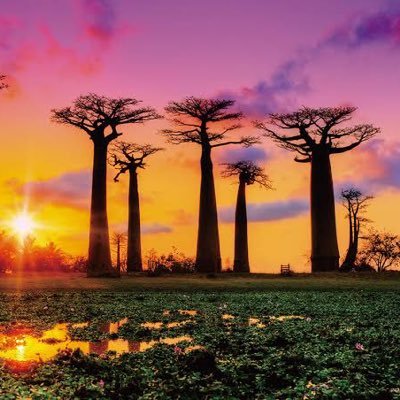 visnu2078's profile picture. ✨好きな事✨ 🌵植物🥀 🐕動物🦜 🍜食べる🍣 🍻飲む🍶🏂スポーツ⛹️‍♂️🚙車🚘 🛫旅行🚢🌘夜空🪐 🌞よろしくお願いします😊