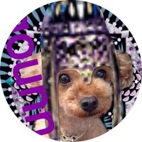 天野StayPurple幸生 (@amanosachio) Twitter profile photo