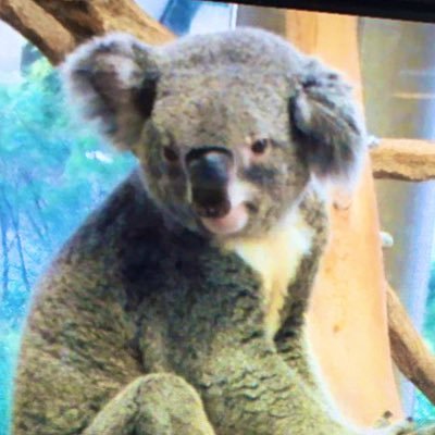 コアラ🐨はまるっと 世界を救うんだ！💓動物大好き特に、コアラ大好き 🐨💓 コアラのことばかり考えてしまう Instagram kanchankoala 見てね❤️ https://t.co/sUbPruujxj