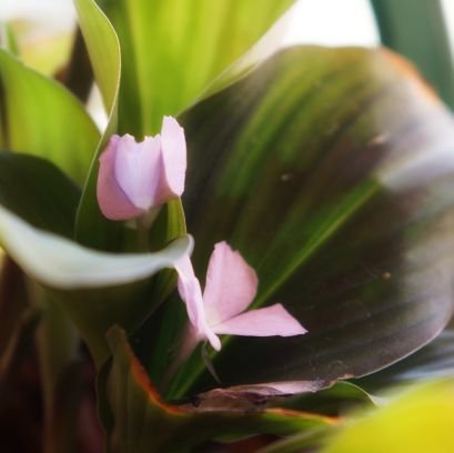 SalianParinita's profile picture. Doing my bit to help heal the world