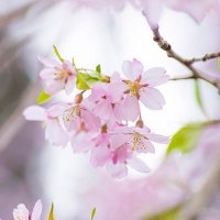 桜音@UTAGE (@sakurane_utage) 's Twitter Profile Photo 桜音@UTAGE (@sakurane_utage) 's Twitter Profile Photo