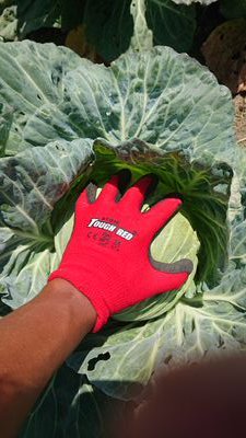 bouwantyi's profile picture. 愛媛県西条市で観光農園を開きたい！ 2024年4月 就農 よろしくお願いします！