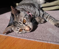 kenkenabc1a's profile picture. Ever17、ルートダブル、パネルでポン