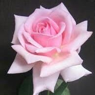 ASADULL54762971's profile picture. TEACHER