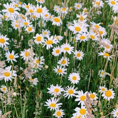 xvanillamoon's profile picture. i got my main account back @vanillamoonx please follow that as it’s where I’ll be tweeting from now on 🤍