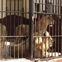 سليمان (@koday2020) 's Twitter Profile