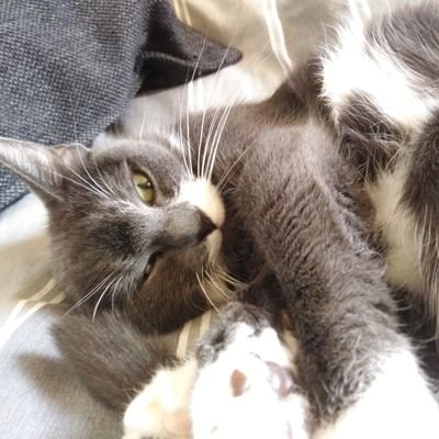 vFlamo's profile picture. 