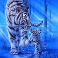 Blue tiger (@we88ew) 's Twitter Profile
