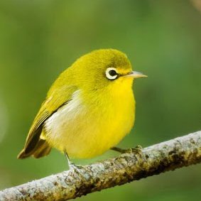 aditinaiks's profile picture. The greatest bliss for humankind is Wisdom.