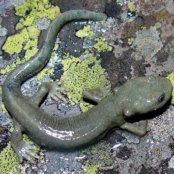 del_trito's profile picture. 