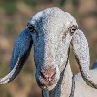 Cooley Creatures (@cooleycreatures) 's Twitter Profile