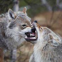 Wolf Lover🐺(@StrulyUrs) 's Twitter Profile Photo