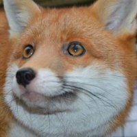 vulbert (@nekopets501) 's Twitter Profile Photo