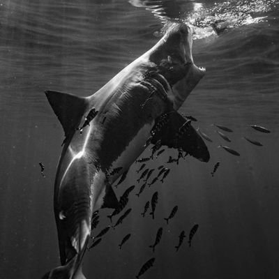 MinionGangsta's profile picture. I 💜 being a mom,sharks,cops, weather, Sports & animals!!  Chicago bears fan! cubs fan till the end of  time!