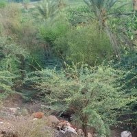 يمني عراب (@2l68grtlbskkcmh) 's Twitter Profile