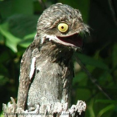 I squeak, I fly, I nap. Introvert. Not really a bird IRL. #machinelearning