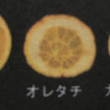 gunoeさんのプロフィール画像