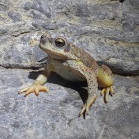 MSB Division of Amphibians and Reptiles (@msbherps) 's Twitter Profile