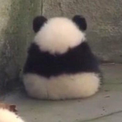 caleçon panda