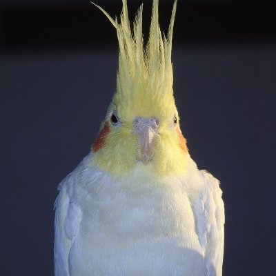 NipperPB's profile picture. The world has gone absolutely bonkers. There needs to a 'Bonfire Of These Inanities'. That will probably be a very big fire so #wobbleyourhead  and #stopscrikin