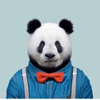 Doctor (@drpandabb) 's Twitter Profile
