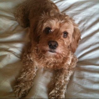 CockapooKobe's profile picture. 