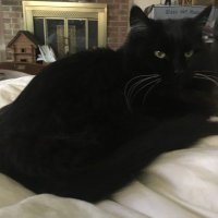 Conelrad (@psullivan19) 's Twitter Profile