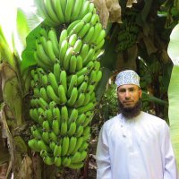 محمد القنوبي (@qanoobi81) 's Twitter Profile