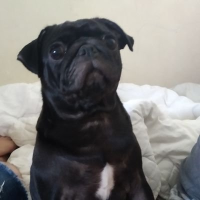 hello there.
the fabulous profile picture is of my pug