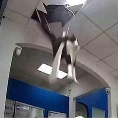 Videos that suddenly end in chaos
Send me videos in DM