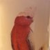 Flamin Galah (@screechingalah) Twitter profile photo Flamin Galah (@screechingalah) Twitter profile photo
