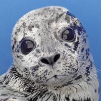 Marine Mammal Rescue(@MarMamRescue) 's Twitter Profileg