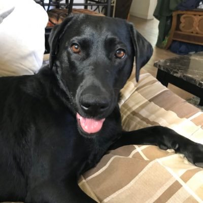 Hemlo I am Felice. I’m a guide doggo for my daddy. I like peanut butter. And Socialism. And The Morrigan. And pillow forts.
