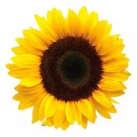 Yelisyotl Joyería (@yelisyotlj) 's Twitter Profile
