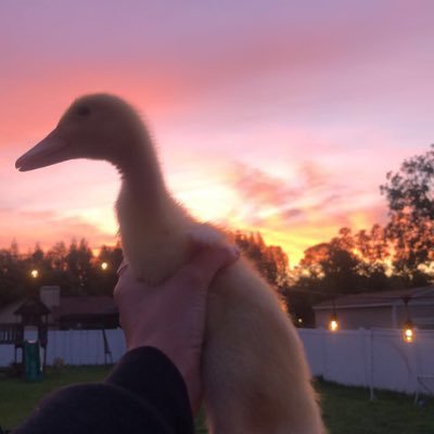 fwmdani's profile picture. 