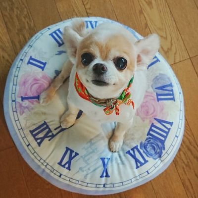 DMTD_naka's profile picture. 最近ちょっと現実世界バタついてます😭
謎解き/脱出ゲーム/ボドゲ負けがち/マダミスRP頑張りたい(推理は無理)/CoC下手の横好き/ルービックキューブエンジョイ勢/麻雀も負けがち/MENSAn/無言フォローすみません/愛犬のつぶやき我慢中/愛猫はお星さまになりました/メロン味♡/レモン味♡