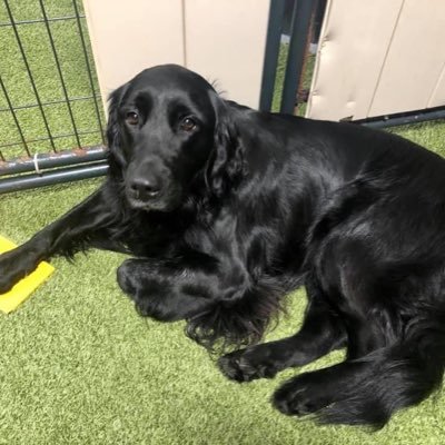 DTswag33's profile picture. Attorney.  Greenville, SC.  Pony up. Go pokes.