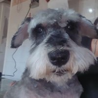Noe (@noelia_vitale) 's Twitter Profile
