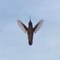 Cult of the Hummingbird(@culthummingbird) 's Twitter Profile Photo