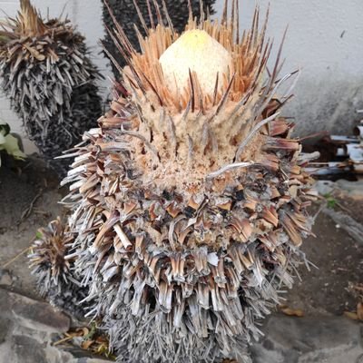 Hatago_Koi's profile picture. バランスを取って、ええ塩梅にできたら、大体のことは上手くいく