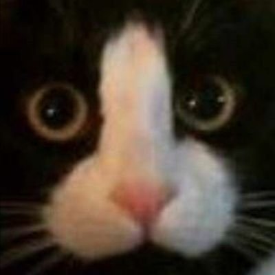 Roking4896's profile picture. It's me! 爱猫、爱思考