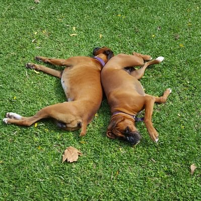 mauro_tatam's profile picture. Hola