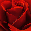 Vicki Wilkinson - @LancsLass17 - Twitter